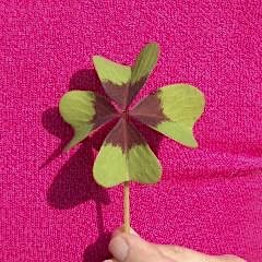 Ingelheim, Alemanha - Copyright©2003 Rainer Brockerhoff